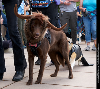 Tour de Corgi - Parade