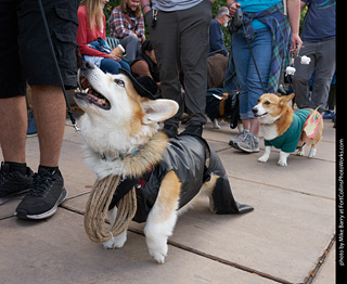 Tour de Corgi - Parade