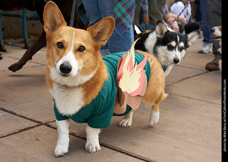 Tour de Corgi - Parade