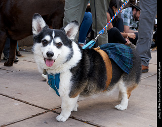 Tour de Corgi - Parade