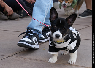 Tour de Corgi - Parade