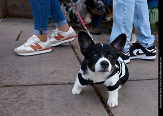 Tour de Corgi - Parade