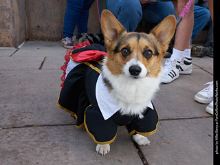 Tour de Corgi - Parade