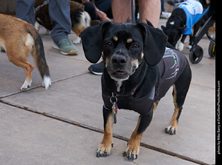 Tour de Corgi - Parade