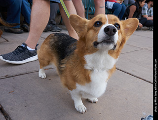 Tour de Corgi - Parade