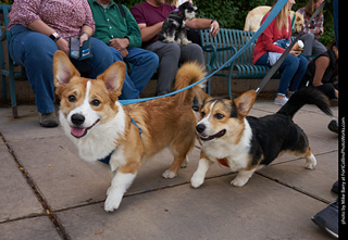 Tour de Corgi - Parade
