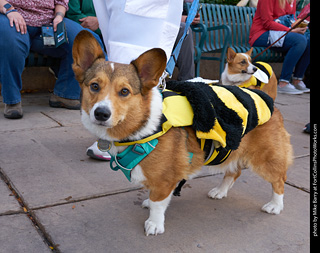 Tour de Corgi - Parade