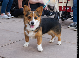 Tour de Corgi - Parade