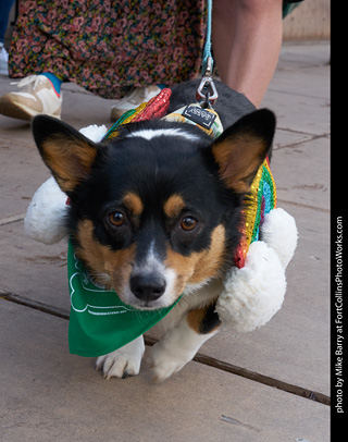 Tour de Corgi - Parade