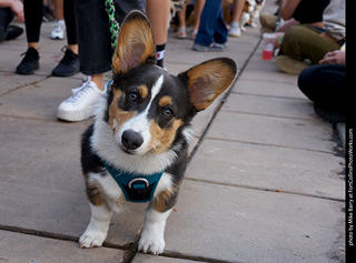 Tour de Corgi - Parade