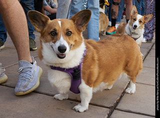 Tour de Corgi - Parade