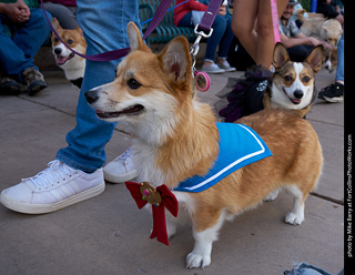 Tour de Corgi - Parade