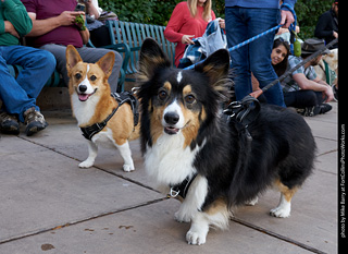 Tour de Corgi - Parade