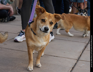 Tour de Corgi - Parade