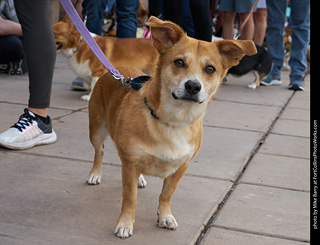 Tour de Corgi - Parade