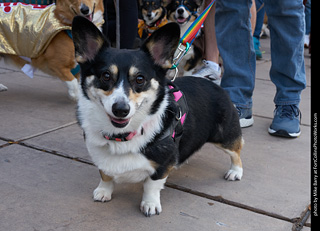 Tour de Corgi - Parade