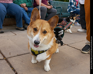 Tour de Corgi - Parade
