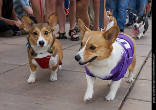 Tour de Corgi - Parade