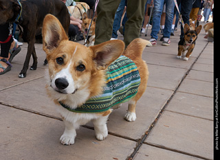 Tour de Corgi - Parade