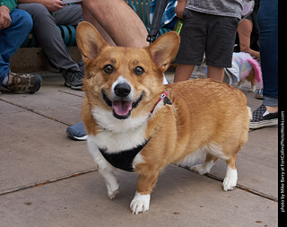 Tour de Corgi - Parade