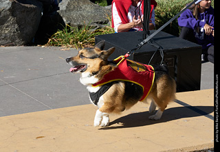 Tour de Corgi 2023