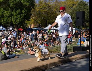 2024 Tour de Corgi - contest