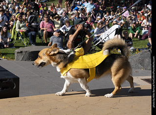2024 Tour de Corgi - contest