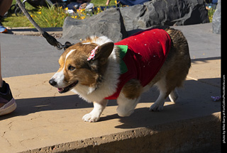 2024 Tour de Corgi - contest