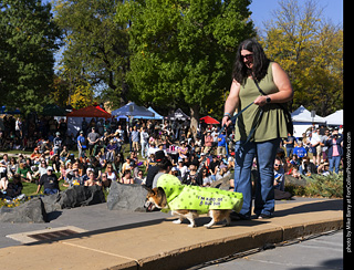 2024 Tour de Corgi - contest