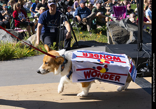 2024 Tour de Corgi - contest