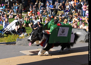 2024 Tour de Corgi - contest