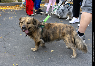 2024 Tour de Corgi - guests