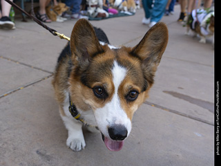 2024 Tour de Corgi - tour