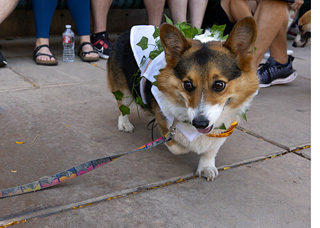 2024 Tour de Corgi - tour