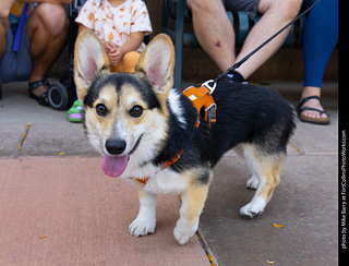 2024 Tour de Corgi - tour