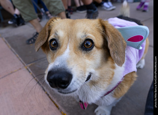 2024 Tour de Corgi - tour