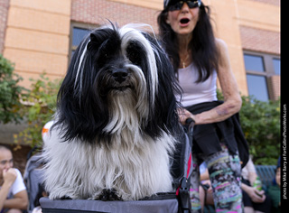 2024 Tour de Corgi - tour