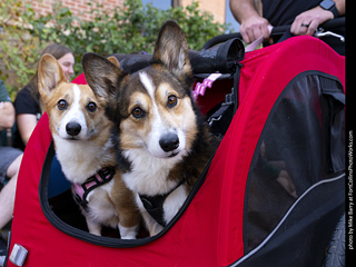 2024 Tour de Corgi - tour