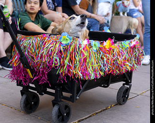 2024 Tour de Corgi - tour
