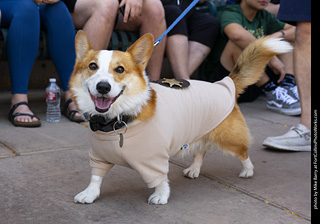 2024 Tour de Corgi - tour