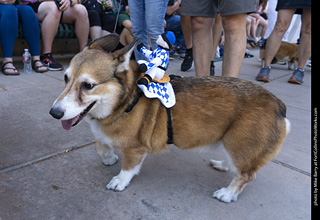 2024 Tour de Corgi - tour