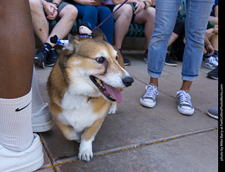 2024 Tour de Corgi - tour