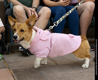 2024 Tour de Corgi - tour