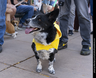 2024 Tour de Corgi - tour