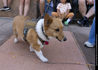2024 Tour de Corgi - tour