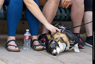 2024 Tour de Corgi - tour