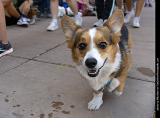 2024 Tour de Corgi - tour
