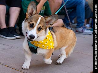 Tour de Corgi - Tour #3