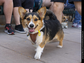 2024 Tour de Corgi - tour