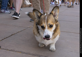 2024 Tour de Corgi - tour